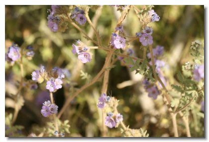 P (4)   Wild Heliotrope